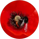 Lord Melbry profile picture